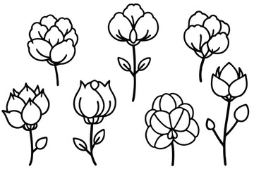 cotton plant line art botanical drawing with delicate details