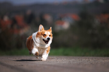 Red and white smiling happy welsh corgi pembroke running on a road in a village
