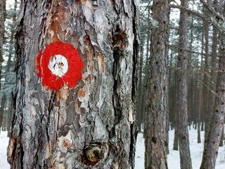 Red Trail Marker on Tree. A close-up shot of a tree trunk in a snowy forest. The bark is rough and...