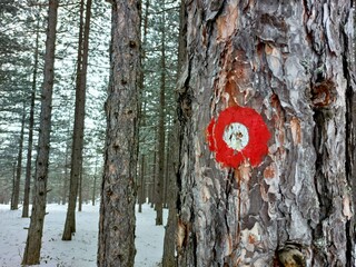 Red Trail Marker on Tree. A close-up shot of a tree trunk in a snowy forest. The bark is rough and textured, with a prominent red circle painted on it, featuring a smaller white circle in the center. 