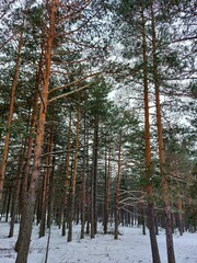 Snowy Pine Forest. A serene winter scene unfolds with a cluster of pine trees covered in a delicate layer of frost. The trees stand tall against a muted gray sky.