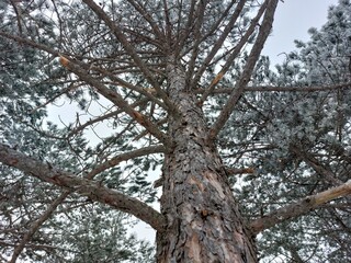 Snowy Pine Forest. A serene winter scene unfolds with a cluster of pine trees covered in a delicate layer of frost. The trees stand tall against a muted gray sky.