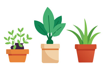 Obraz premium Home plants in flowerpot houseplants isolated trendy hugged style urban jungle décor different indoor