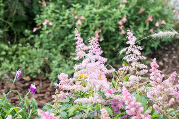 Obraz premium Beautiful false goat's beard (Astilbe) flowers.