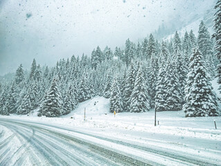 Snowfall in a forest of the alps