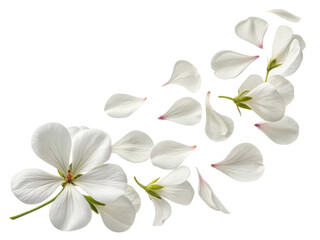 Fototapeta premium Delicate geranium flowers gracefully scatter, showcasing their soft white petals and subtle pink accents in serene and beautiful display