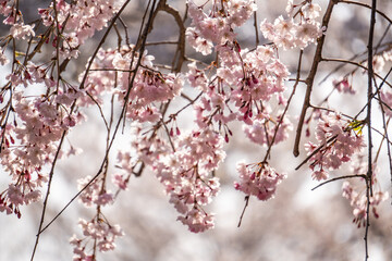 枝垂れ桜
