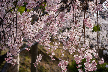 枝垂れ桜