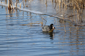 Tier, Vogel, See, Wasser, Natur, Eis, Winter