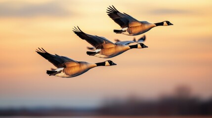 Fototapeta premium Three Canada geese flying gracefully across a serene sunset, showcasing their distinctive silhouettes against the colorful sky.