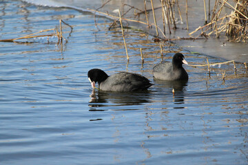 Tier, Vogel, See, Wasser, Natur, Eis, Winter