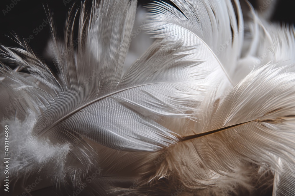 Poster close-up view of soft white feathers showcasing delicate textures and gentle shadows in natural ligh