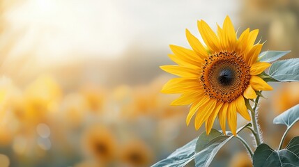 Fototapeta premium A vibrant sunflower stands tall, showcasing its bright yellow petals against a soft blurred background, embodying the essence of summer and nature's beauty.