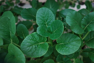 green leaves background