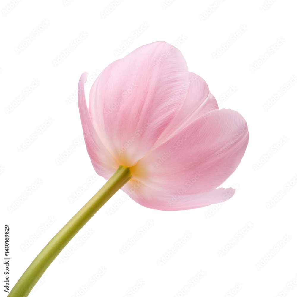 Poster pink tulip flower with stem blooming isolated on transparent background with clipping path