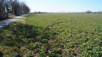 Feld, Rapsfeld, Ackerbau, Horizont, Himmel, Natur