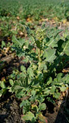 Pflanze, Raps, Knospen, Ackerbau, Makro, Frühling