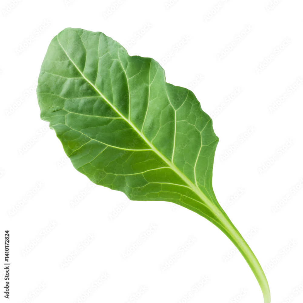 Poster fresh collard green leaf isolated on transparent background with clipping path included