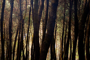 Obraz premium trees in the forest