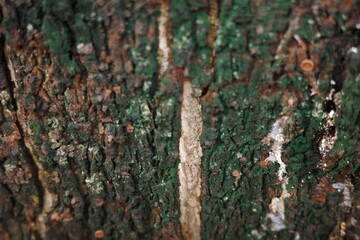 tree bark texture