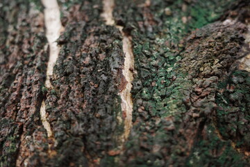 moss on tree