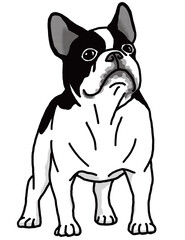 フレンチブルドッグ　french bulldog　犬のイラスト