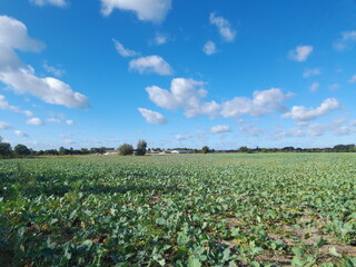 Feld, Rapsfeld, Ackerbau, Horizont, Himmel, Natur