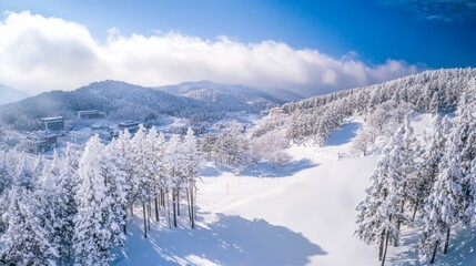 Breathtaking aerial view of snow covered pine trees on a hillside, capturing winter s splendor