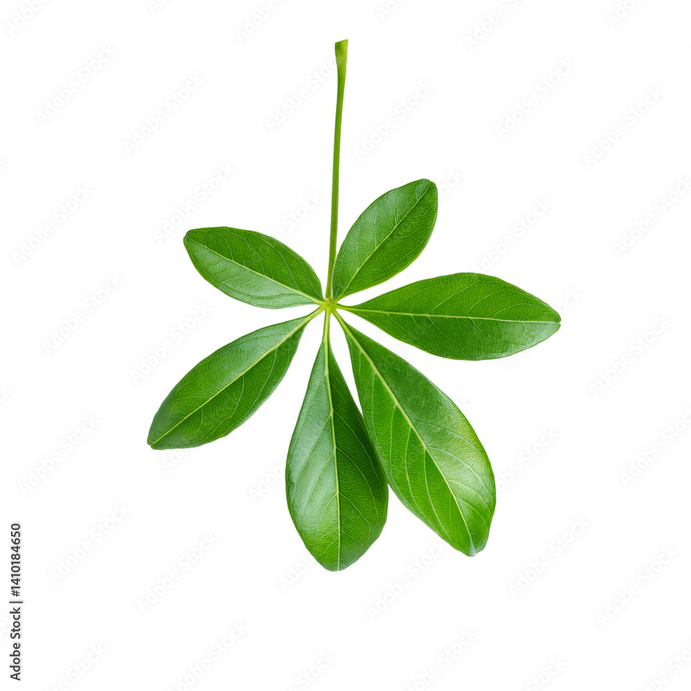 Poster fresh green schefflera leaf isolated on transparent background with clipping path included