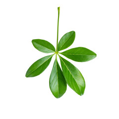 Fresh green Schefflera leaf isolated on transparent background with clipping path included