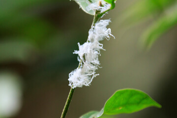 Lawana Nymph on Green Plant Stem

