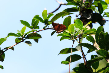 A Brown Butterfly on a Leaf

