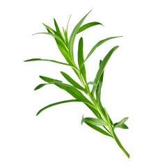 Fototapeta premium Close up of a tarragon sprig, isolated on a transparent background, perfect for food and beverage projects