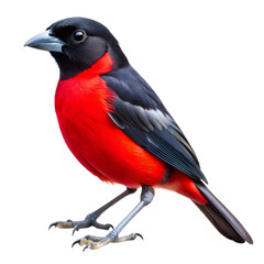 A striking red and black bird no blur isolated on transparent background