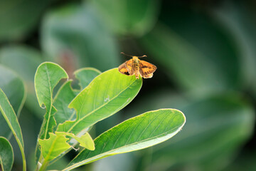 Fiery Skipper Butterfly Resting on Green Leaf