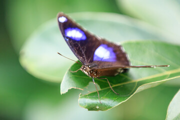 Blue Moon Butterfly Resting on a Green Leaf
