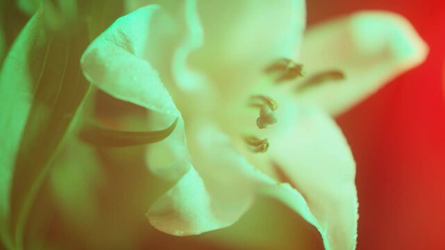Flower,White,Red,Blue,Yellow,Green,Purple,Lily,Petal,Water Droplets,Light and Dark,Lighting,Skeleton,Lenz Flare,Flicker,FI,FO,Soft Focus,C-UP,HS