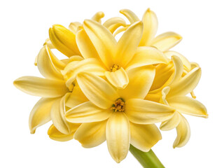 Obraz premium beautiful hyacinth flower in vibrant yellow blooms gracefully, showcasing its delicate petals and inviting charm