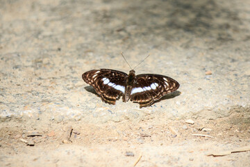Striking Butterfly with White Stripes on Ground

