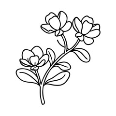 purslane icon, purslane vector illustration-simple illustration of purslane, perfect for purslane logos and icons
