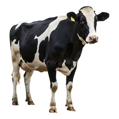 Realistic Holstein cow in a standing pose.