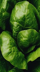 Fototapeta premium Fresh green lettuce leaves clustered together in a vibrant display of natural vegetables