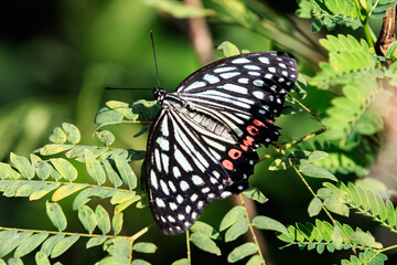 Obraz premium Red Ring Skirt Butterfly (Hestina assimilis) on Green Foliage