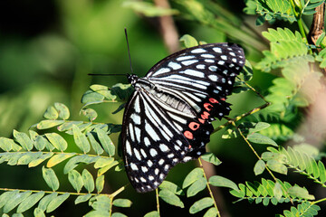 Red Ring Skirt Butterfly (Hestina assimilis) on Green Foliage