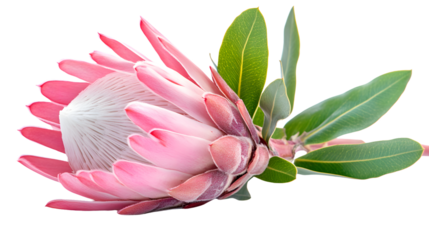Beautiful Protea Flower Isolated on White Background for Creative Designs
