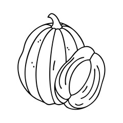 acorn squash icon, acorn squash vector illustration-simple illustration of acorn squash, perfect for acorn squash logos and icons