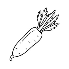 daikon radish icon, daikon radish vector illustration-simple illustration of daikon radish, perfect for daikon radish logos and icons