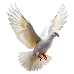 Fototapeta premium Flying white pigeon bird isolated on white background