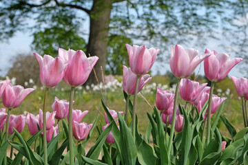Pink Tulipa ‘Mistress Mystique’ triumph tulip in flower.