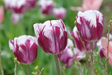 Purple and white variegated triumph Tulip ‘Rems Favourite’ in flower.